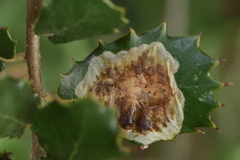 Phyllonorycter belotella