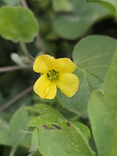 peonyleaf woodsorrel (Oxalis dichondrifolia)