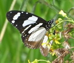 Amauris ochlea ochlea