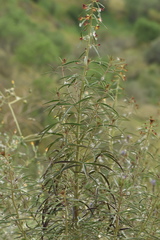 Cleome violacea