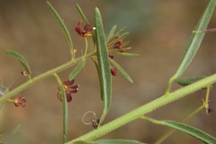 Cleome violacea