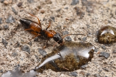 Opisthopsis picta