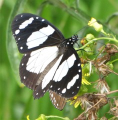 Amauris ochlea ochlea