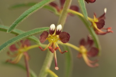 Cleome violacea