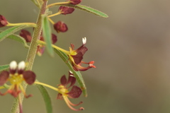 Cleome violacea