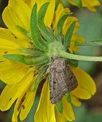 Protorthodes melanopis