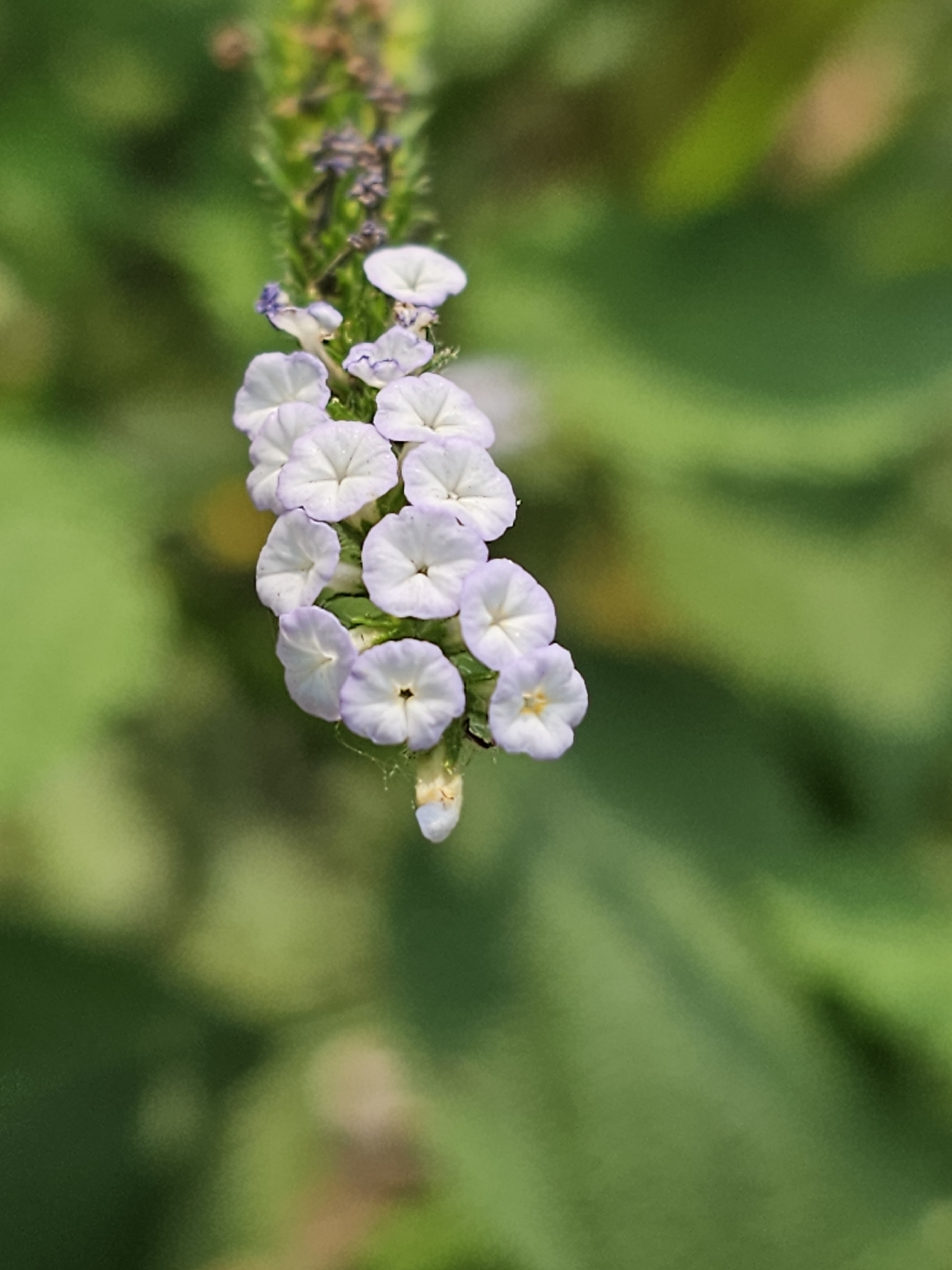 Indian Heliotrope (Heliotropium indicum)