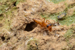 Opisthopsis jocosa