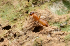 Opisthopsis jocosa