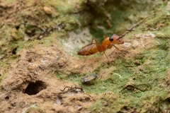 Opisthopsis jocosa