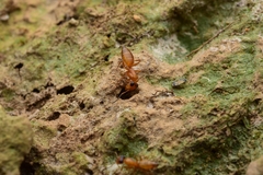 Opisthopsis jocosa