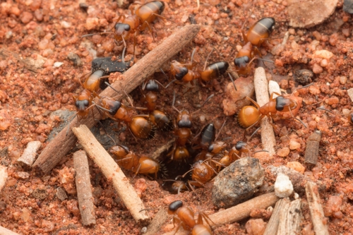 Opisthopsis diademataOpisthopsis diademata