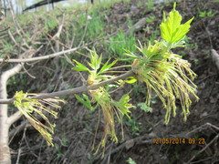 Acer negundo