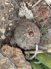 Echinomastus intertextus