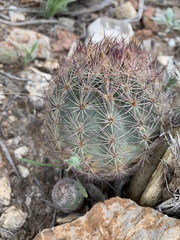 Echinomastus intertextus