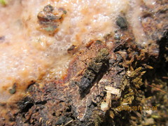 Ontholestes tessellatus