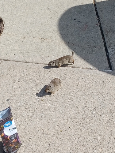 Uinta Ground Squirrel observed by antumdeluge