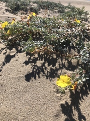 Camissoniopsis cheiranthifolia cheiranthifolia