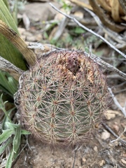 Echinomastus intertextus