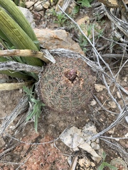 Echinomastus intertextus