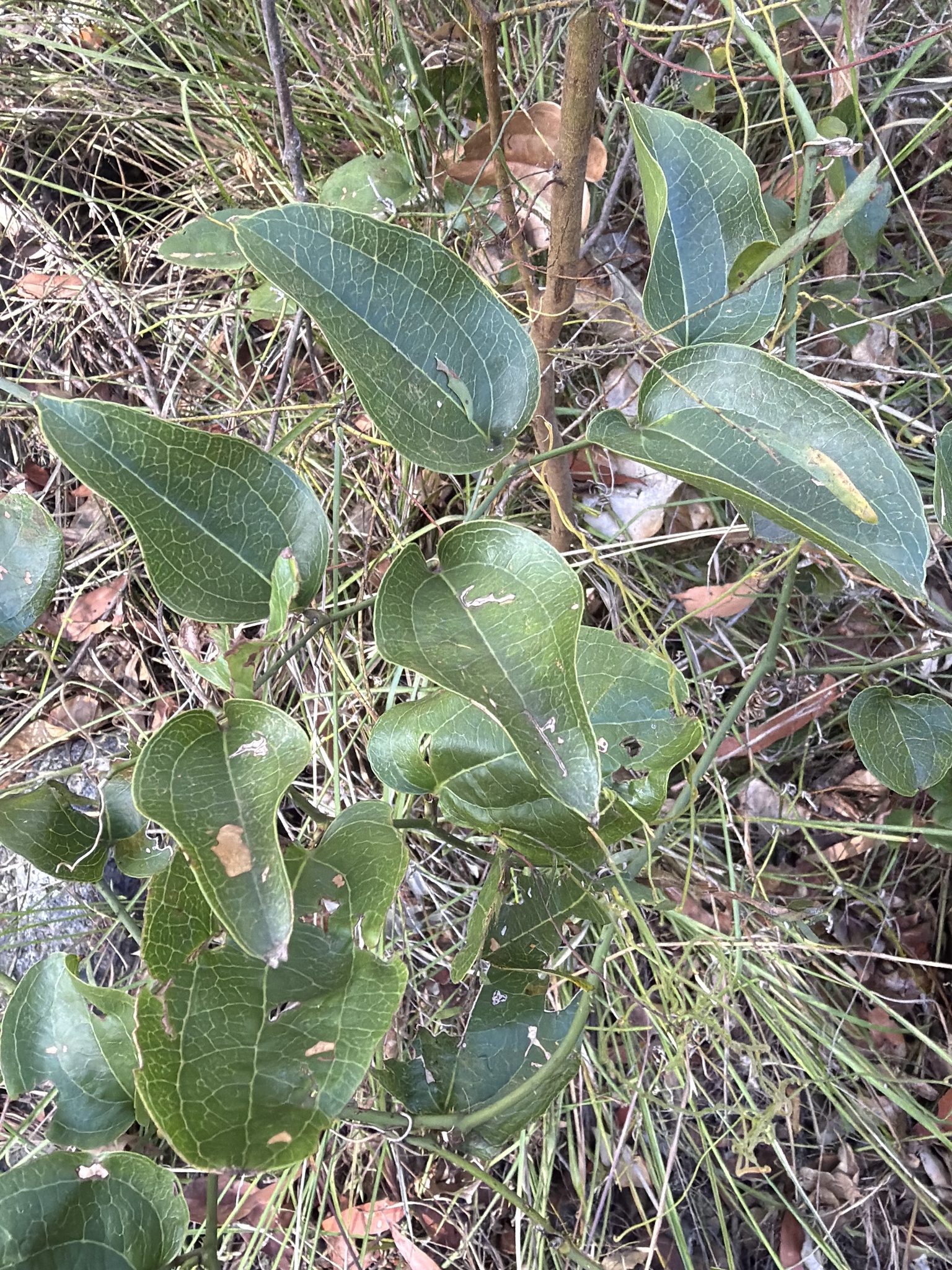 Austral Sarsaparilla (Smilax australis)