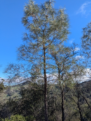 gray pine (Pinus sabiniana)
