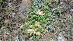 Oxytropis caespitosa