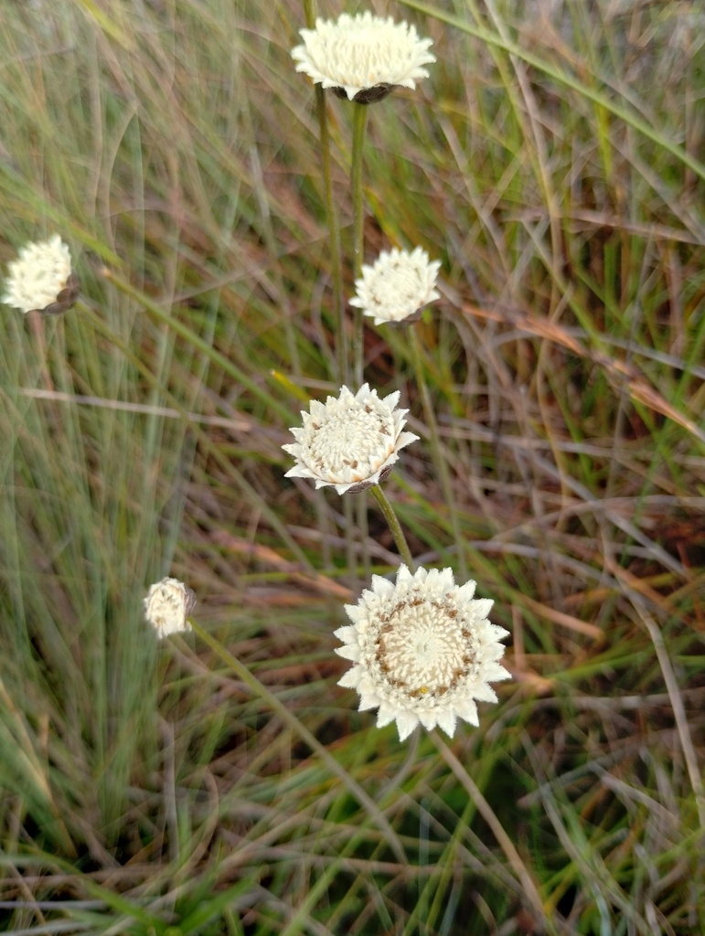 Paepalanthus comans