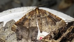 Eulithis flavibrunneata