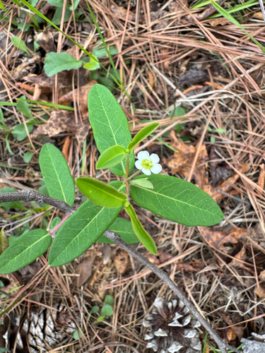 False Flowering Spurge (Euphorbia pubentissima)