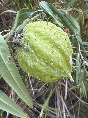 Balloon Cottonbush (Gomphocarpus physocarpus)