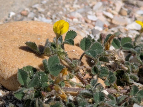 shore medick (Medicago littoralis)