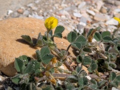 Medicago littoralis, photograph (c) Julien Renoult, some rights reserved (CC BY)