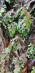 Selaginella repanda