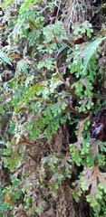 Selaginella repanda