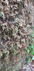 Selaginella repanda