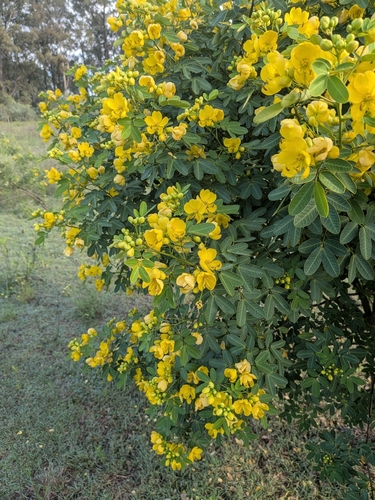 Valamuerto (Senna pendula)