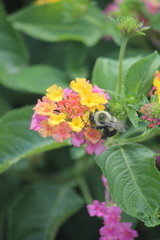 Bombus impatiens