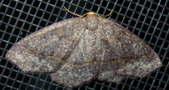 Lambdina pellucidaria