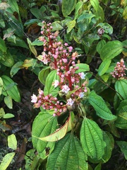 Miconia tococa