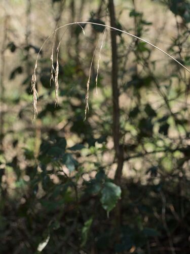 Hairy-brome (Bromus ramosus)