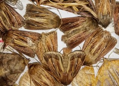 Hypocoena basistriga