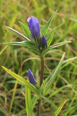 Gentiana triflora