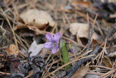 Viola gmeliniana