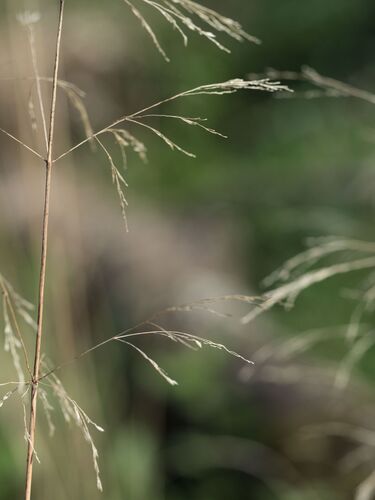 tufted hair grass (Deschampsia cespitosa)