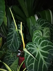 Anthurium crystallinum