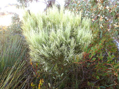 Choretrum glomeratum