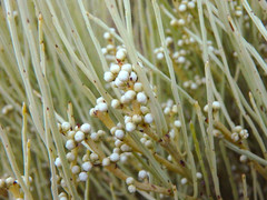 Choretrum glomeratum