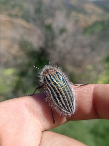 Julodis pilosa