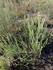 Aspalathus glabrescens